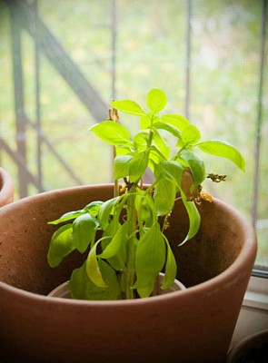 Basil Plant 